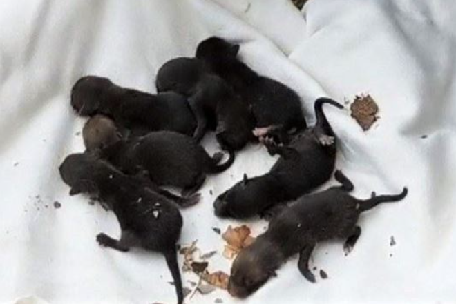 fox cubs